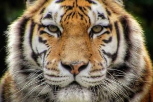 From Delhi: 3-Day Ranthambore Tiger Safari Tour