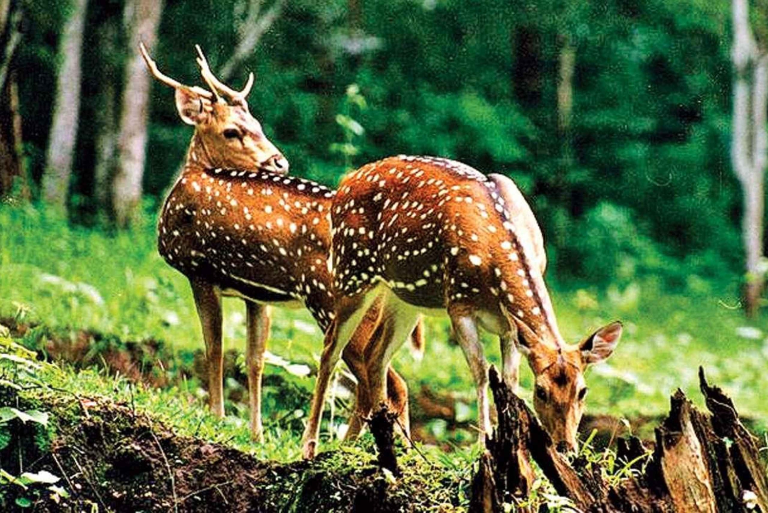 Ab Delhi: 3-tägige Taj Mahal, SOS-Besuch & Tiger-Safari-Tour