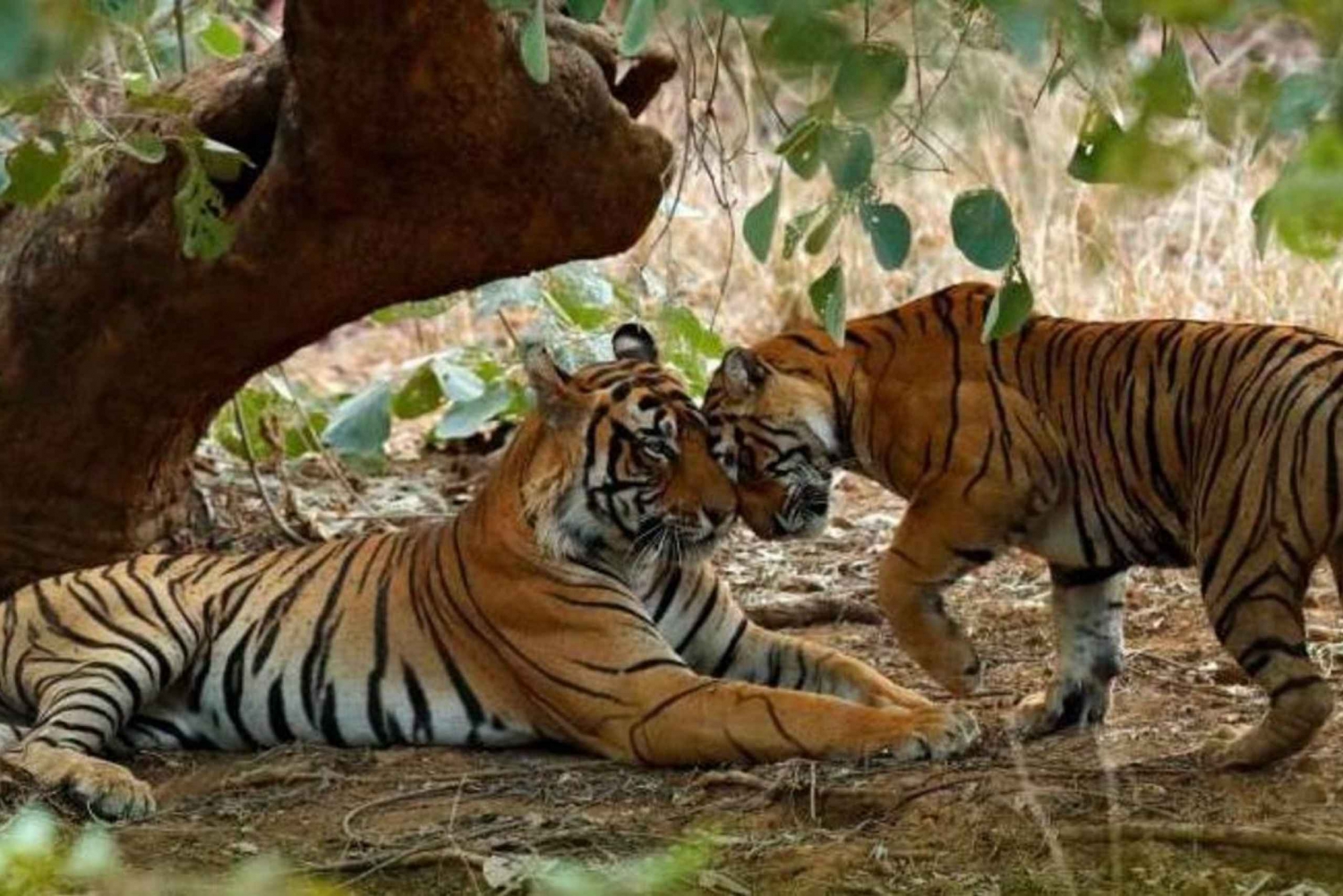 From Delhi: 3-Days Jaipur & Ranthambore Wildlife Safari Tour