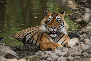 Da Delhi: Tour di 3 giorni di Jaipur e Ranthambore Wildlife Safari