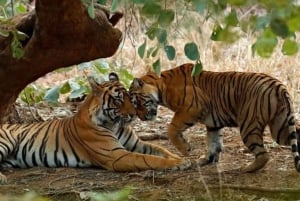 Vanuit Delhi: 3-Daagse Jaipur & Ranthambore Wildlife Safari Tour