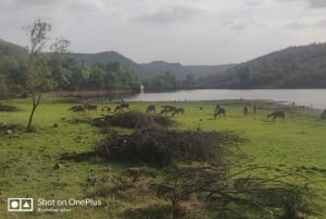 Saindo de Délhi: Passeio de 3 dias em Jaipur e safári pela vida selvagem em Ranthambore