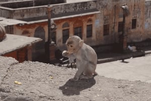 Vanuit Delhi: 3-daagse privétour door de Gouden Driehoek