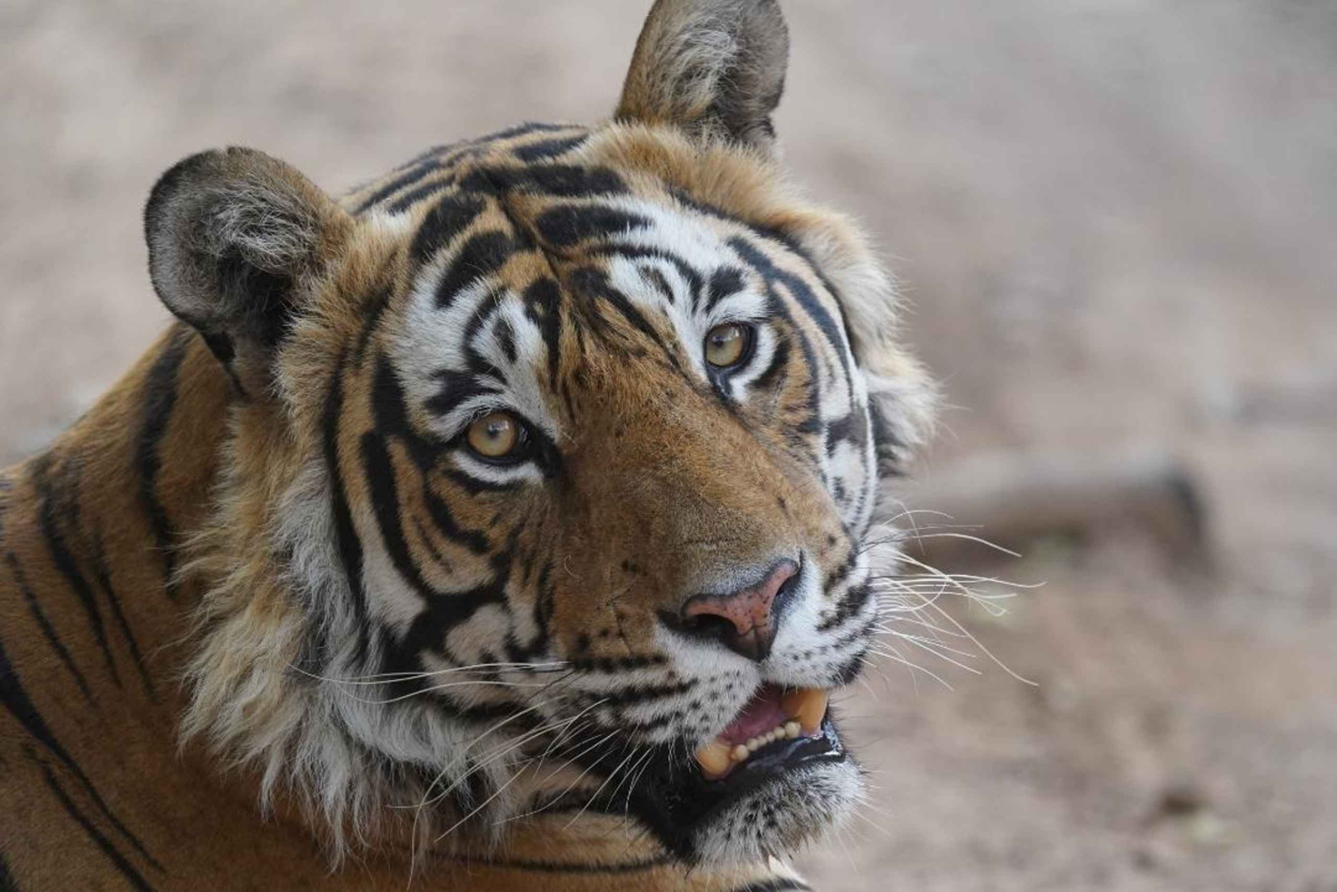 Från Delhi: 3-dagarstur med tigersafari i Ranthambore