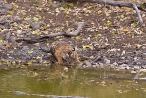 From Delhi: 3 Days Tour of Ranthambore Tiger safari