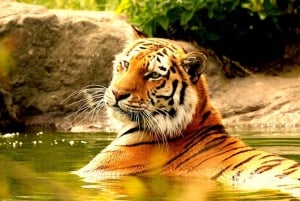 From Delhi: 4-Day Golden Triangle & Ranthambore Guided Tour