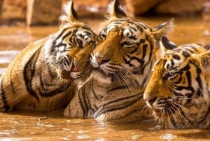 Z Delhi: 4-dniowa wycieczka z przewodnikiem po Złotym Trójkącie i Ranthambore