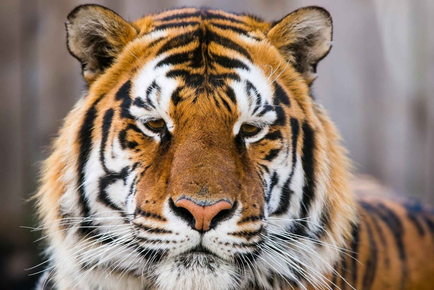 Delhistä: 4-päiväinen Kultainen kolmio & Ranthambore Tiger Safari