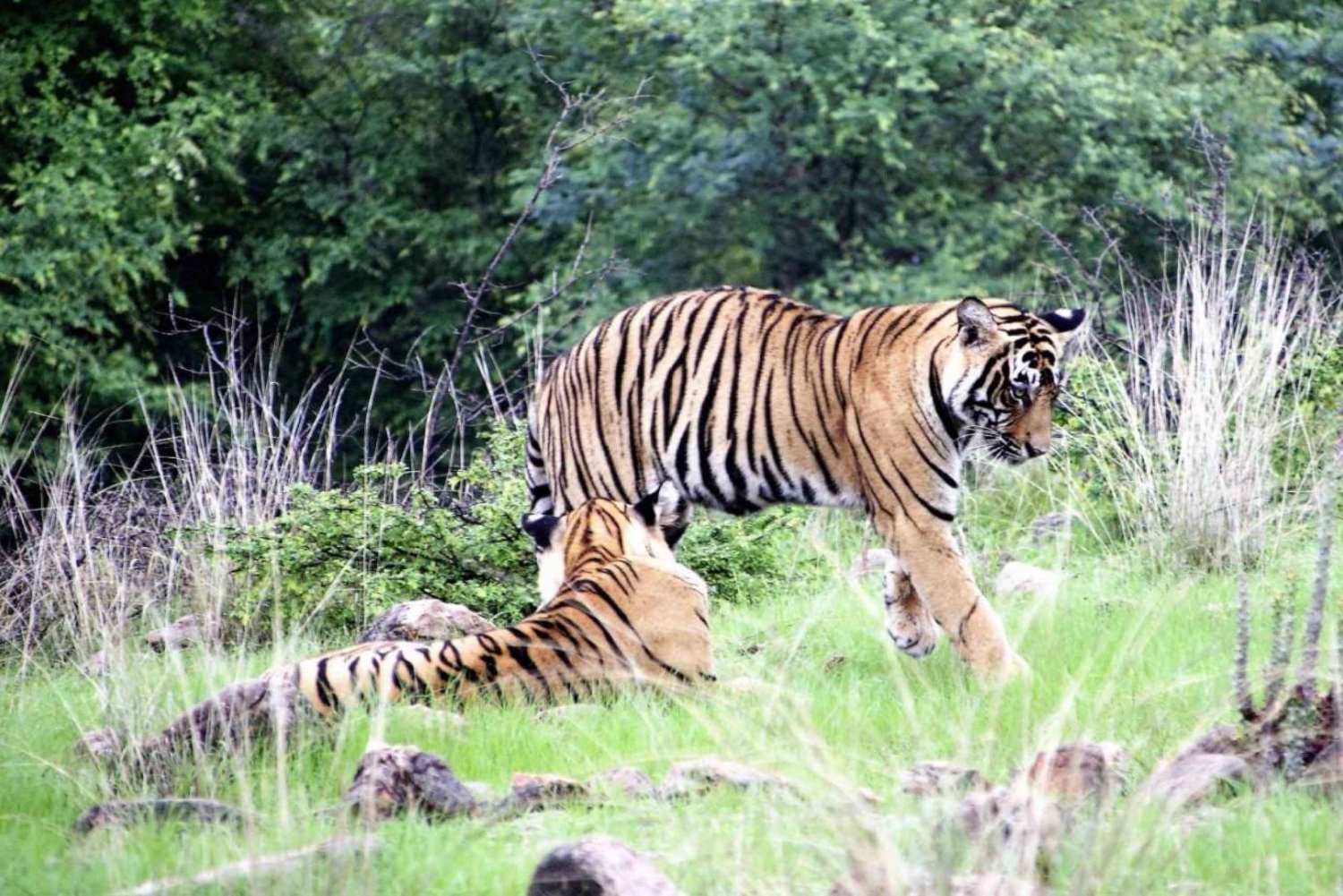 Fra Delhi: 4 dages Golden Triangle & Ranthambore Tiger Safari