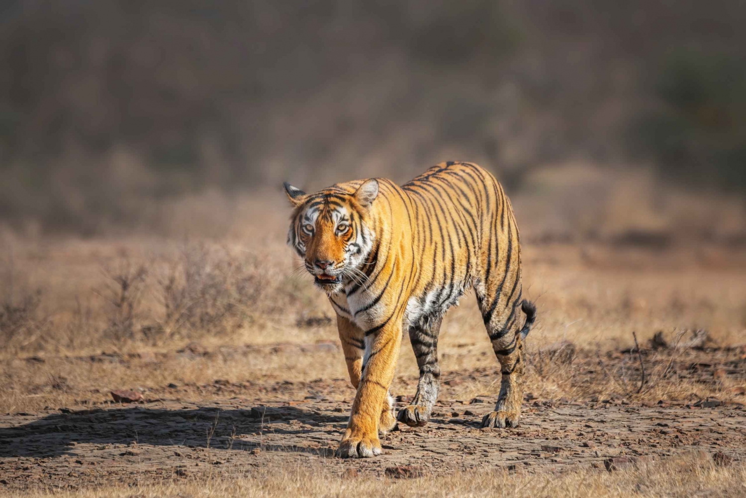 Au départ de Delhi : 4 jours dans le Triangle d'Or et safari des tigres de Ranthambore