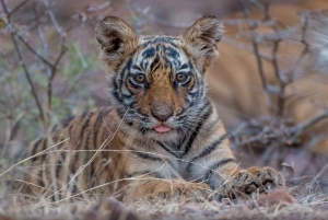 From Delhi: 4-Day Golden Triangle & Ranthambore Tiger Safari