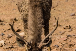 From Delhi: 4-Day Golden Triangle & Ranthambore Tiger Safari