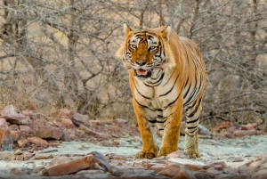 From Delhi: 4-Day Golden Triangle & Ranthambore Tiger Safari