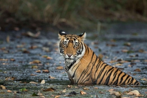 From Delhi: 4-Day Golden Triangle & Ranthambore Tiger Safari