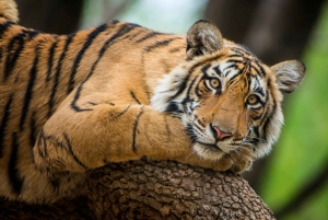 From Delhi: 4-Day Golden Triangle & Ranthambore Tiger Safari
