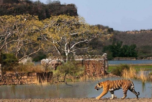 From Delhi: 4-Day Golden Triangle & Ranthambore Tiger Safari