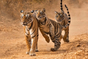 From Delhi: 4-Day Golden Triangle & Ranthambore Tiger Safari