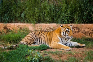 Från Delhi: 4-dagars Gyllene triangeln & Ranthambore tigersafari