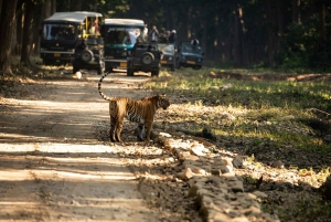 Z Delhi: 4-dniowe safari w Złotym Trójkącie i tygrysie Ranthambore