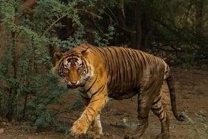 From Delhi: 4-Day Golden Triangle & Ranthambore Tiger Safari