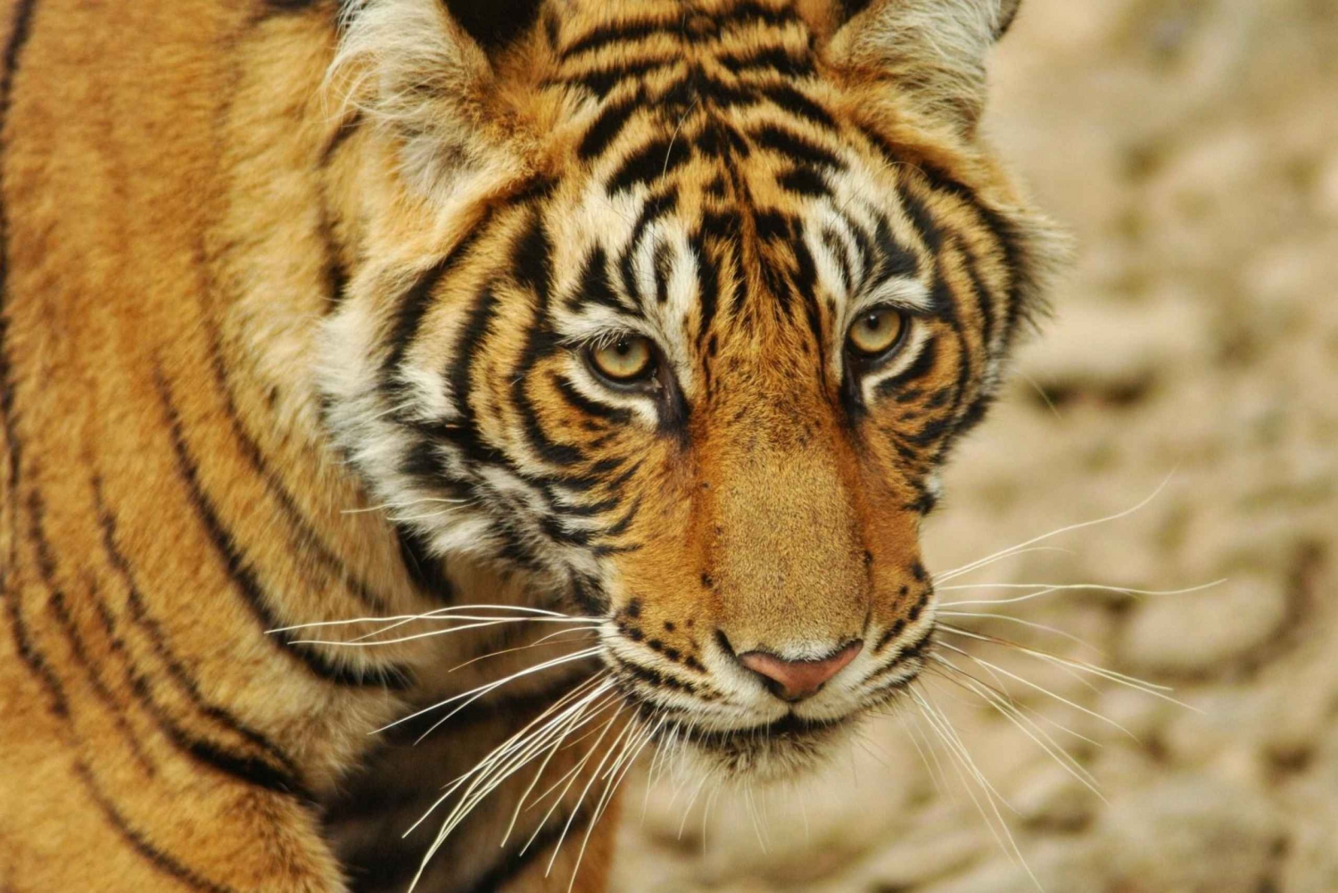 Fra Delhi: 4-dages Golden Triangle & Tiger Safari-tur