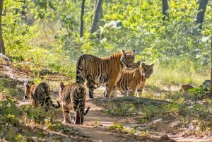 A partir de Deli: Excursão de 4 dias ao Triângulo Dourado com Ranthambore