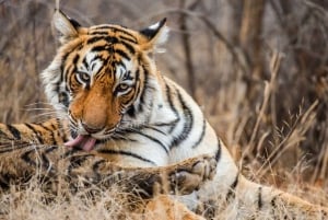 From Delhi: 4-Day Golden Triangle with Ranthambore Trip