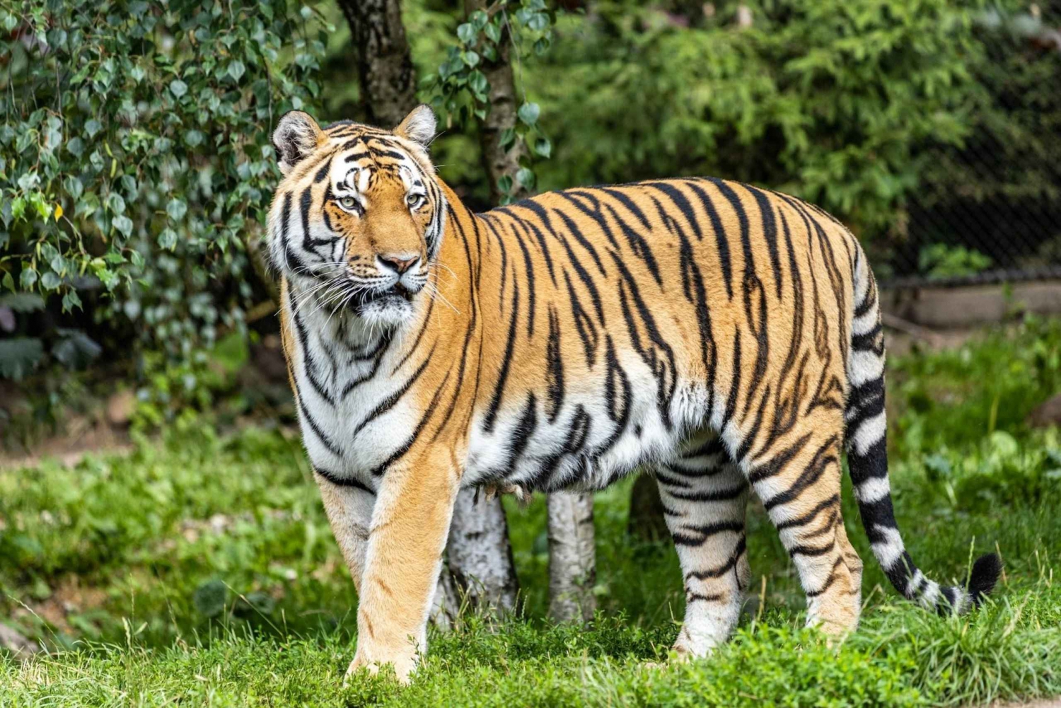 De Délhi: Safári do tigre e excursão ao Triângulo Dourado de 4 dias