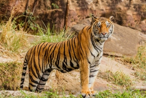 De Délhi: Safári do tigre e excursão ao Triângulo Dourado de 4 dias