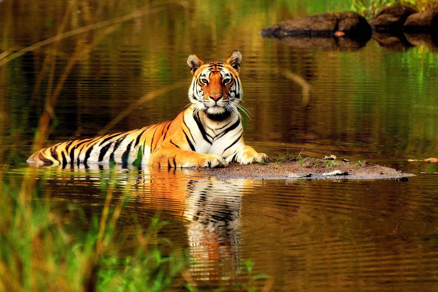 From Delhi: 5-Day Tiger Safari & Golden Triangle Tour