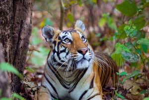 Von Delhi aus: 5-tägige Golden Triangle- und Tiger-Safari-Tour