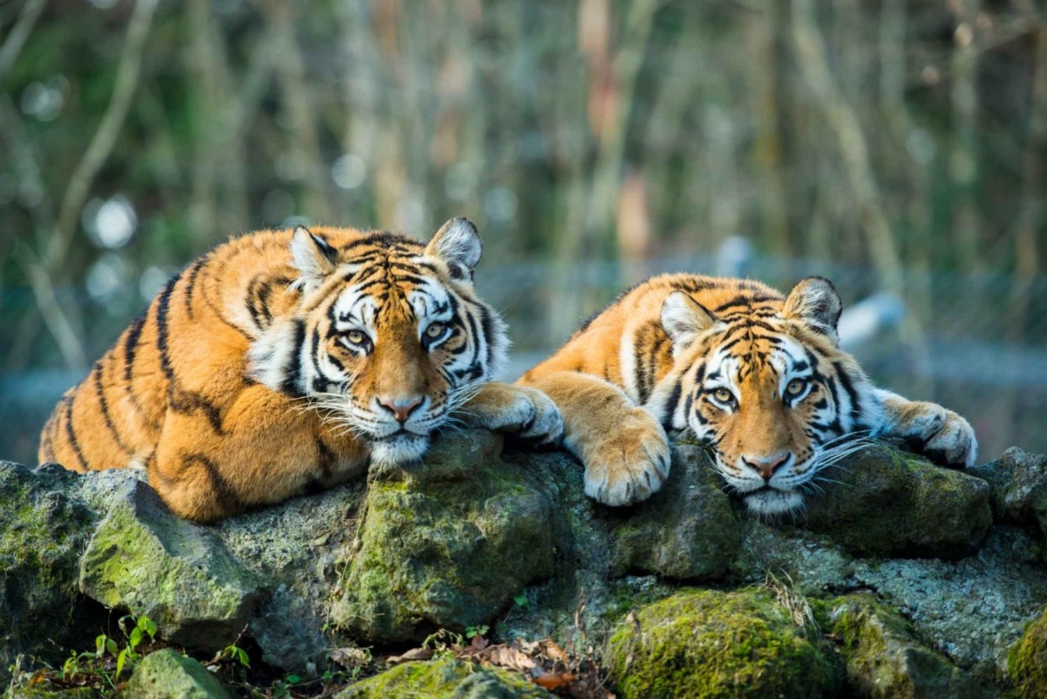 Delhistä: 5-päiväinen Kultainen kolmio & Ranthambore Tiger Safari