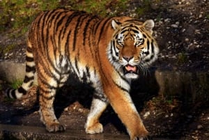 Fra Delhi: 5-dagers Golden Triangle og Ranthambore Tiger Safari