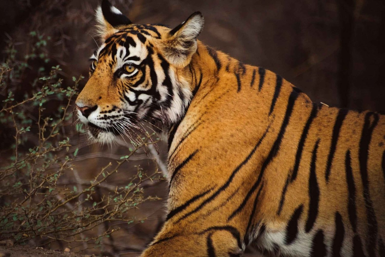Von Delhi aus: Private 5-tägige Golden Triangle & Tiger Safari