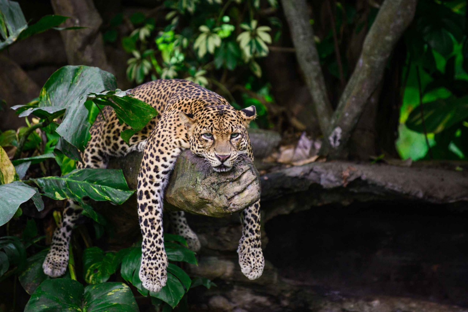 From Delhi: 5-Day Golden Triangle with Leopard Safari