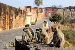 From Delhi: 5-Day Golden Triangle with Leopard Safari