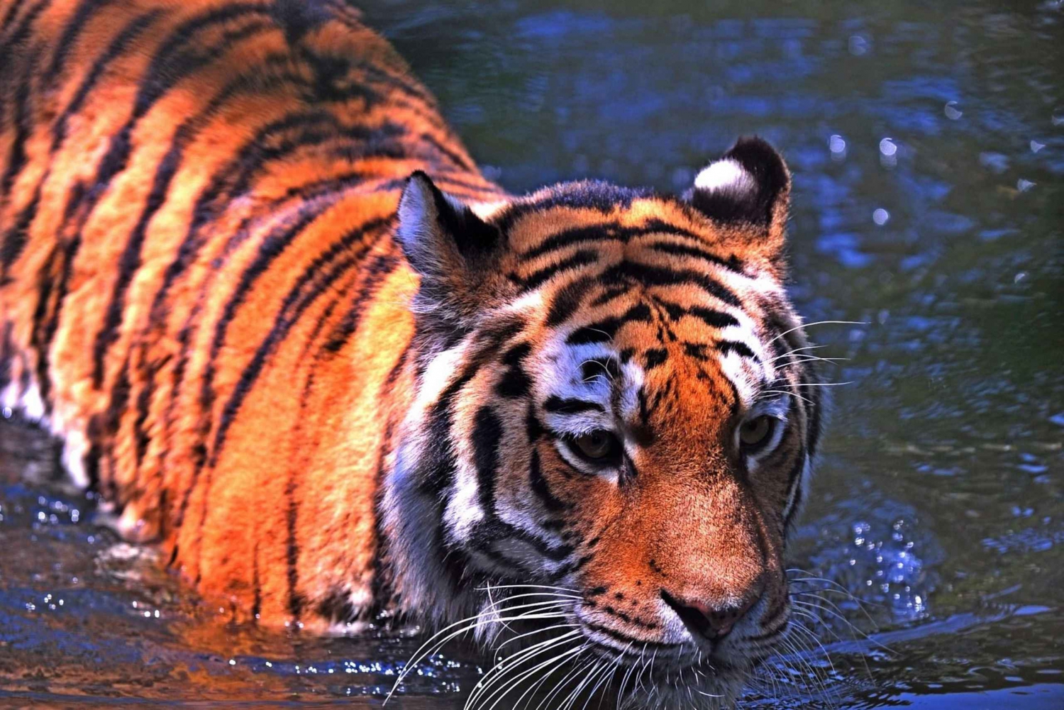 From New Delhi: 5-Day Tiger Safari & Golden Triangle Tour