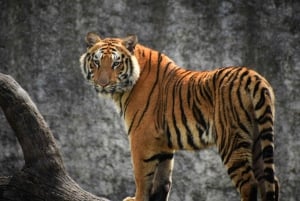 Z New Delhi: 5-dniowe safari z tygrysami i wycieczka po Złotym Trójkącie