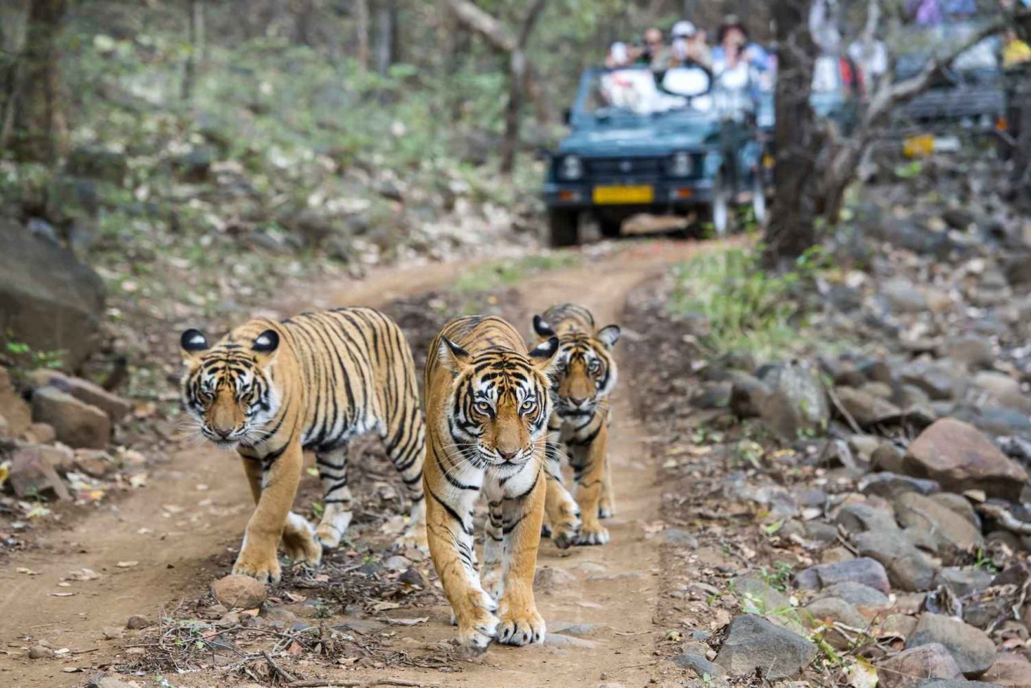 From Delhi: 5-Day Golden Triangle and Ranthambore Tiger Tour