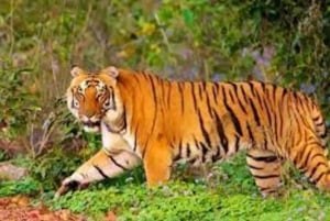 De Délhi: Excursão de 6 dias ao Triângulo Dourado com Ranthambore