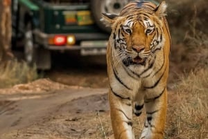 Fra Delhi: 5-dages tur til Den gyldne trekant med bil + afhentning + guide