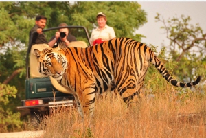 Ab Delhi: 6-tägige Tour zum Goldenen Dreieck mit Ranthambore