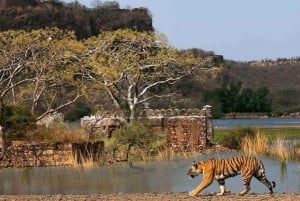 Desde Delhi: Excursión de 6 días al Triángulo de Oro con Ranthambore