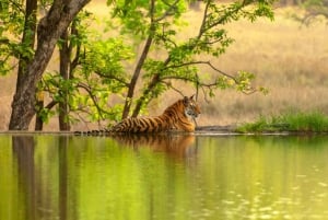 Desde Delhi: Excursión de 6 días al Triángulo de Oro con Ranthambore