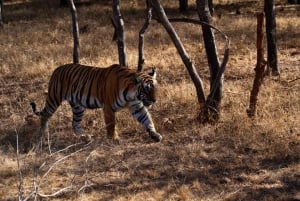 Från Delhi: 7-dagars Golden Triangle Tour & Ranthambore Safari