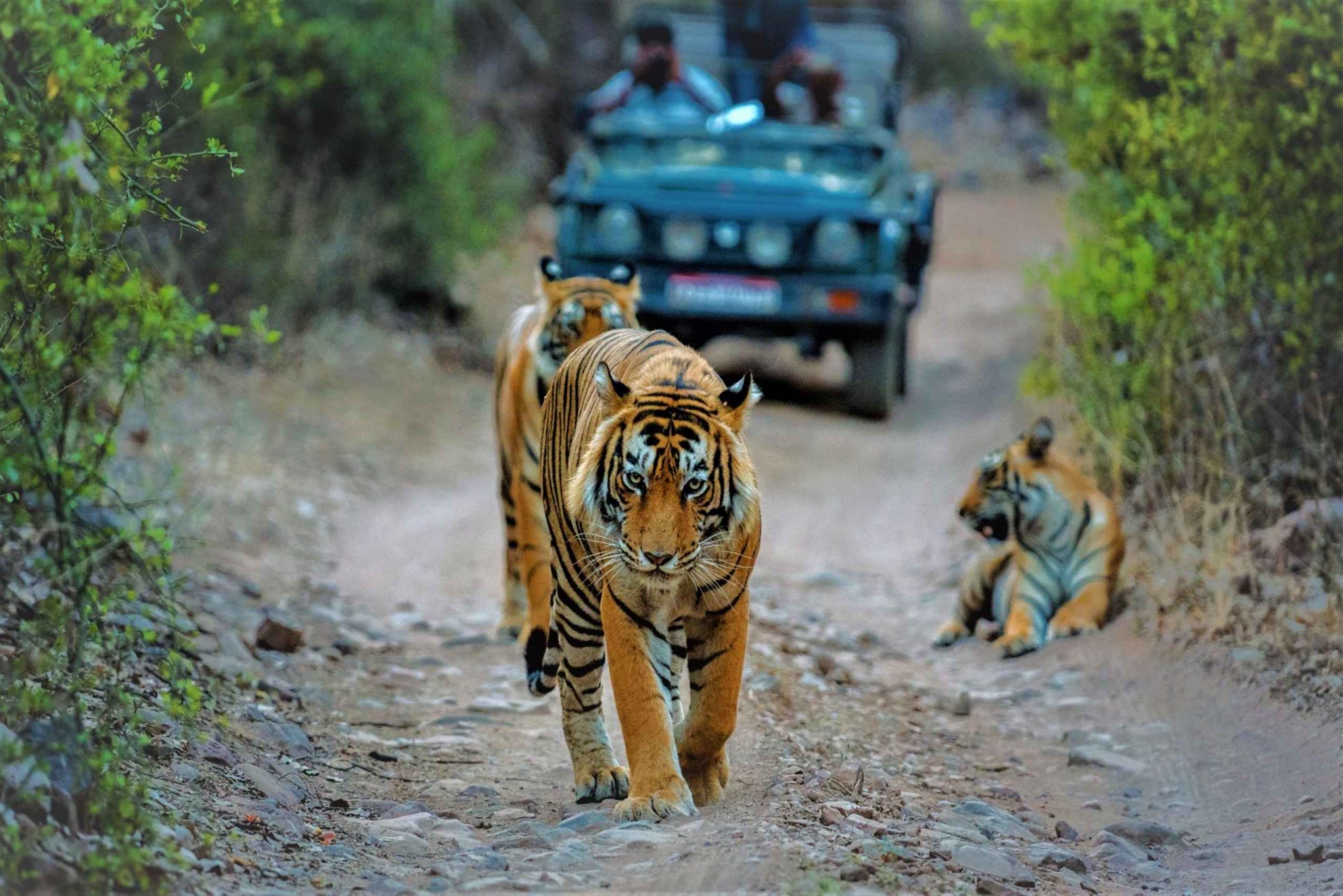 Von Delhi: Agra, Jaipur mit Tiger-Dschungel-Safari