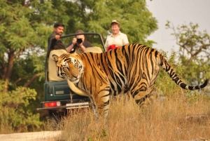 From Delhi: Agra, Jaipur with Tiger Jungle Safari