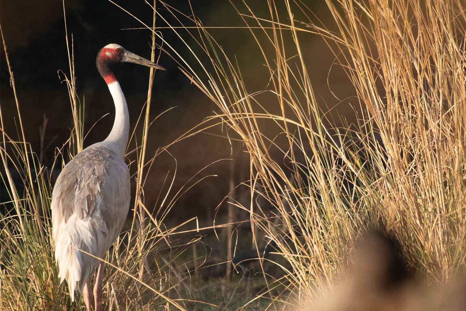 Vanuit Delhi, Agra of Jaipur: tour naar het vogelreservaat Bharatpur