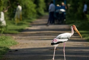 From Delhi, Agra, or Jaipur: Bharatpur Bird Sanctuary Tour