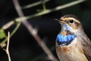 From Delhi, Agra, or Jaipur: Bharatpur Bird Sanctuary Tour